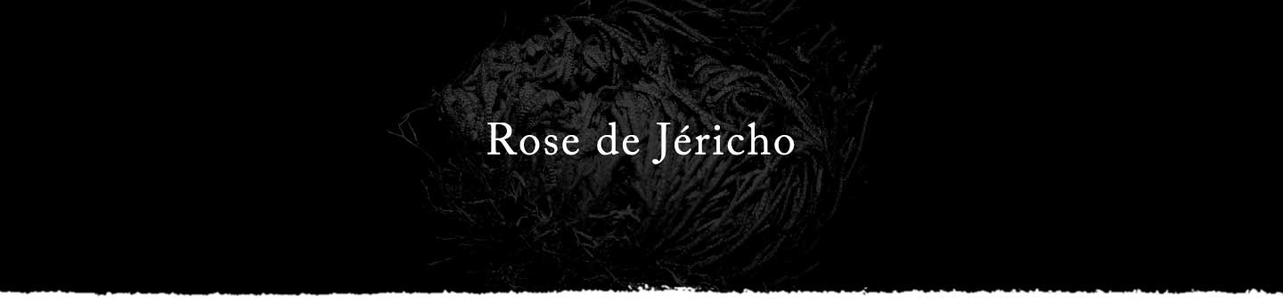 Rose de Jéricho