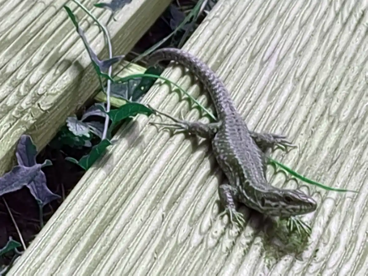 Lézard et charbonnières